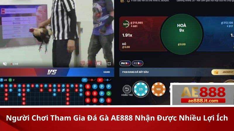 Người chơi tham gia Đá Gà AE888 nhận được nhiều lợi ích
